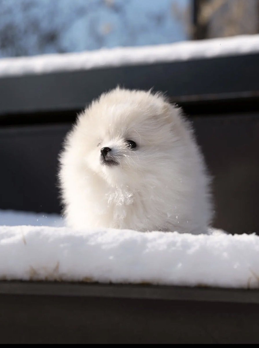 cabechee's tweet photo. ⛄️ https://t.co/G7SznyXDKu