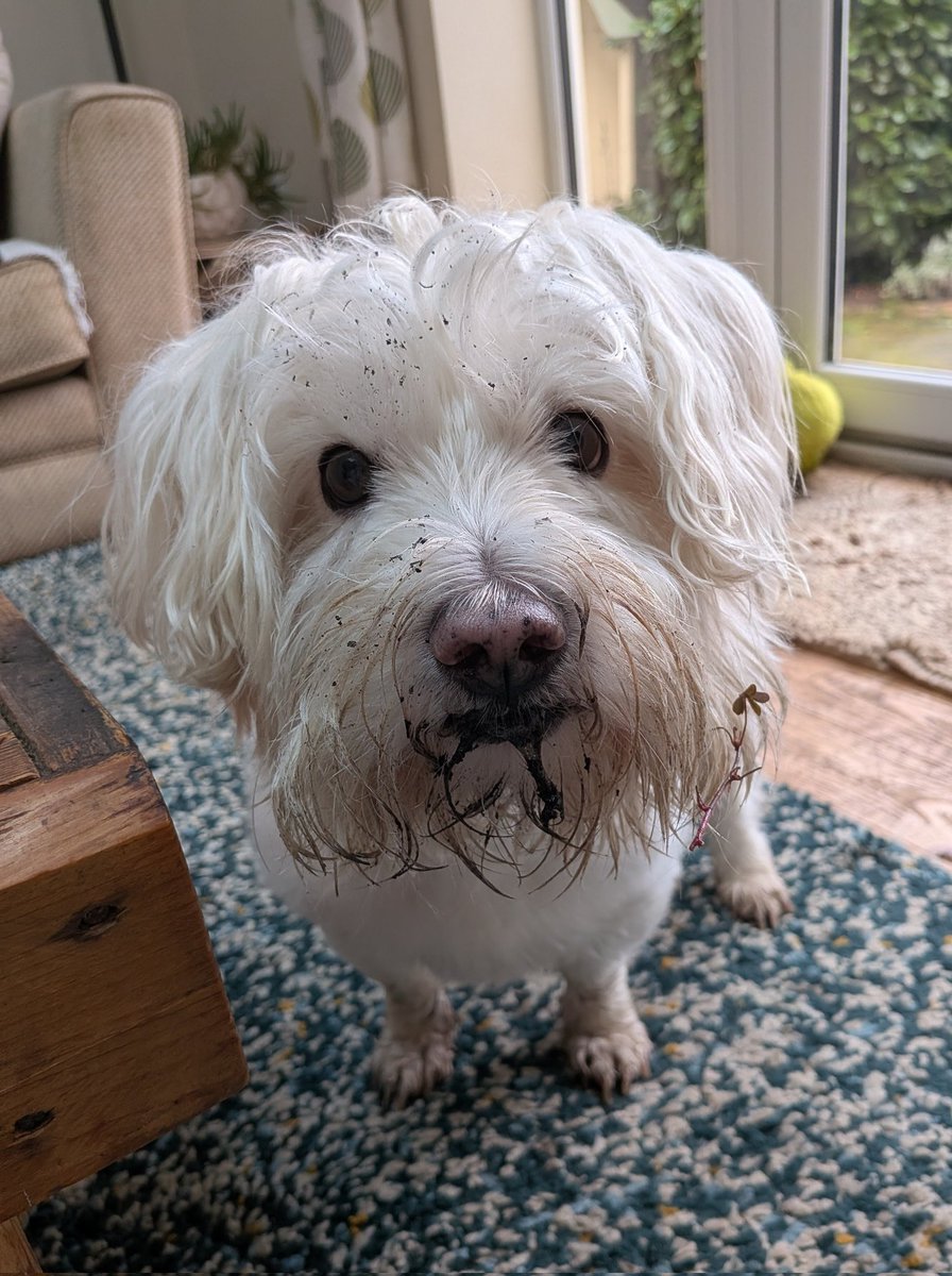 Yay! It's the time of year when foxes hide stuff in the garden for us to find 🦊 So far, we've sniffed out a half-eaten chicken carcass and some rotten eggs 😋 The hoomans love this game too, although they keep confiscating our winnings 🤔 #fun #dogsofx
