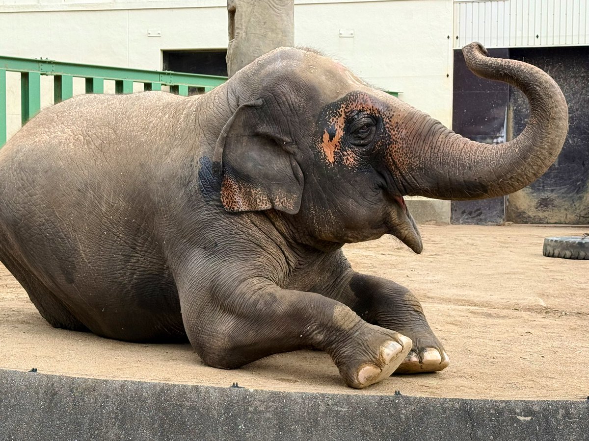かわいすぎるゾウ

2026.2.15
#王子動物園 #アジアゾウ #ズゼ