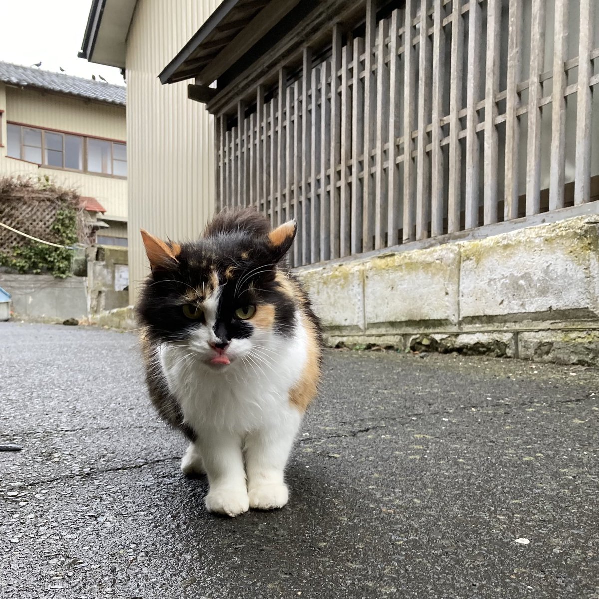 今夕の #仁斗田地区 #ポンプ置場 ホクちゃんとハル😸 昨日会えなかった