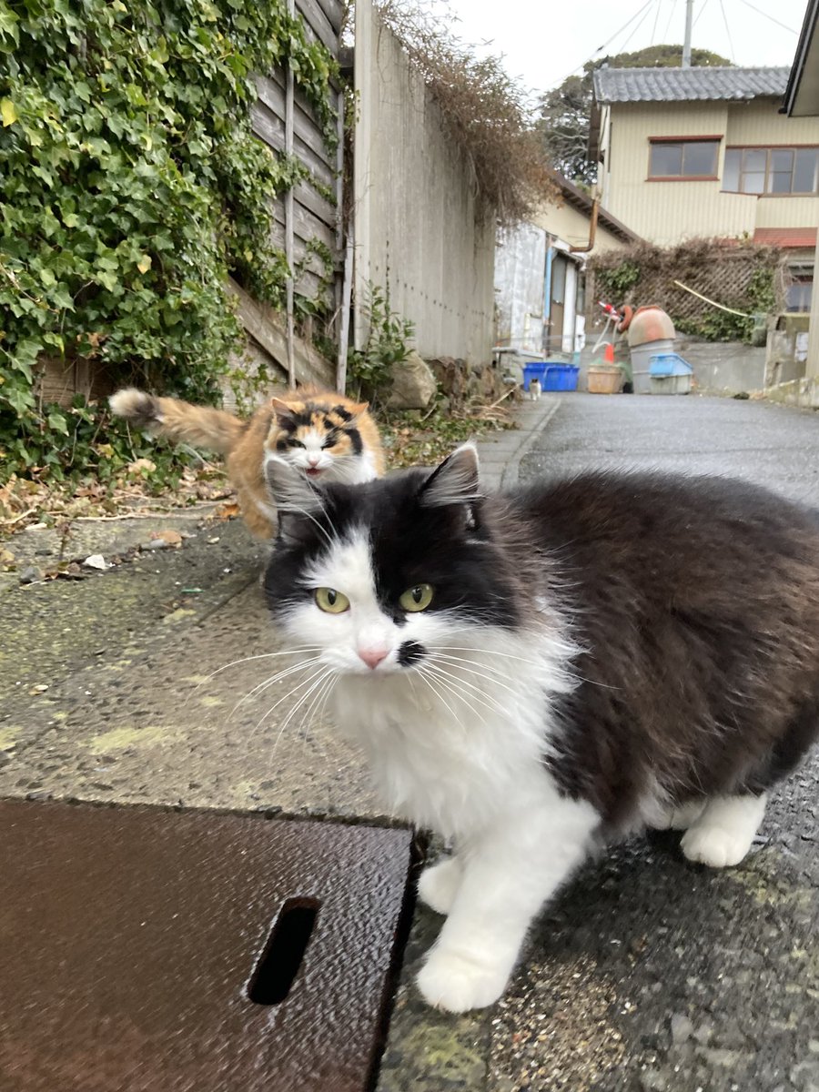 今夕の #仁斗田地区 #ポンプ置場 ホクちゃんとハル😸 昨日会えなかった