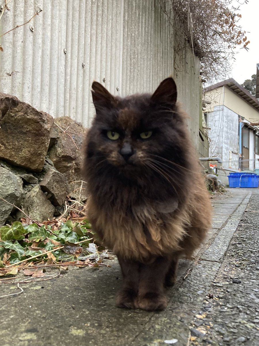 今夕の #仁斗田地区 #ポンプ置場 ホクちゃんとハル😸 昨日会えなかった