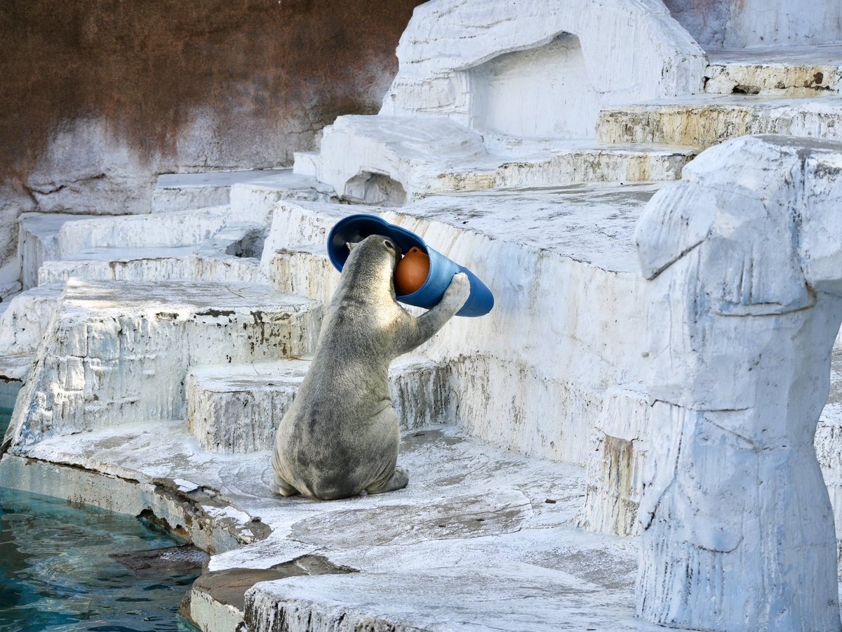 なんかもう…

全てが愛おしい

2026.1.18.📷

#ホウちゃん 大好き🩷
#ホッキョクグマ 
#天王寺動物園 
#まいにちホウちゃん
#551FAMILY
#ゴーゴ の娘