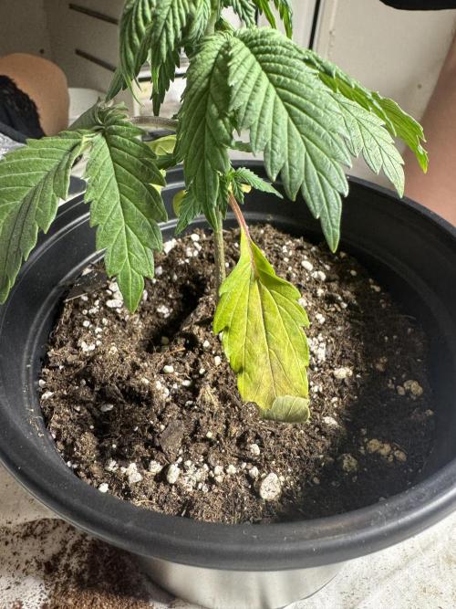 grow.diaries tweet media