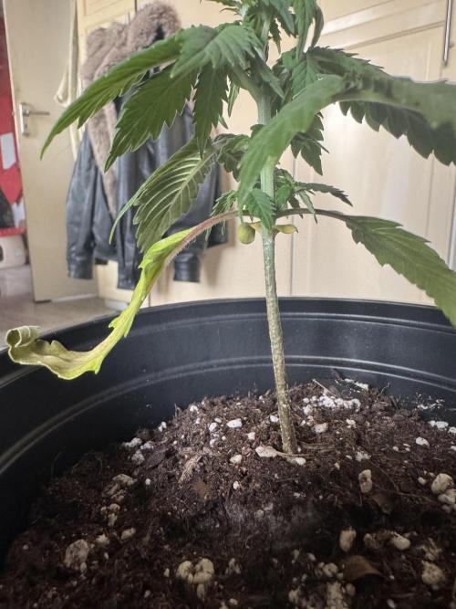 grow.diaries tweet media
