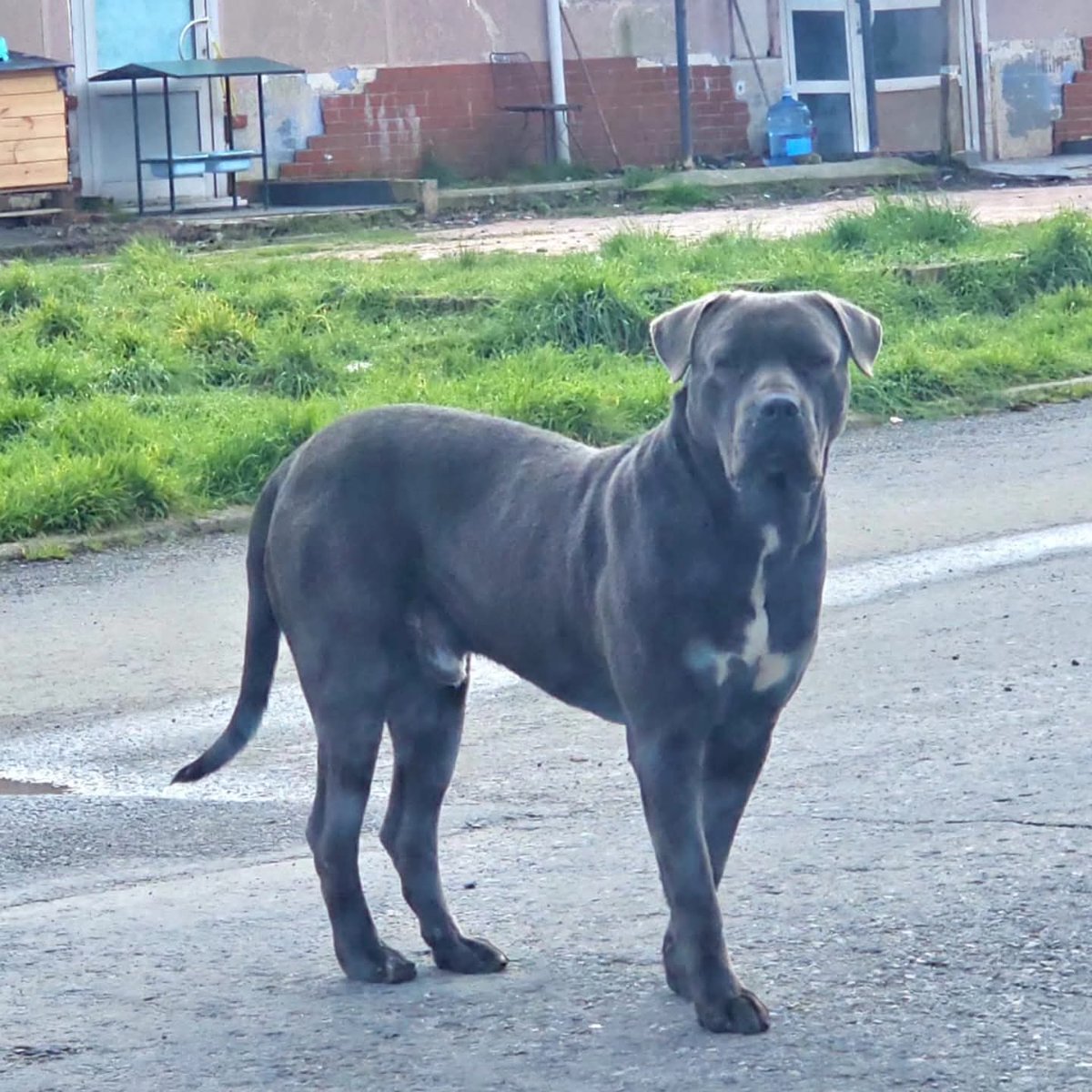 Bu çocuğu bir kaç ay önce Zekeriyaköy'e bıraktılar. Erkek. Sahiplendirmek istiyorum. Hem bahçe hem evde yaşayabilir. Yaşını bilmiyorum ama yaşlı olmadığını düşünüyorum.  Özelden bana ulaşabilirsiniz.