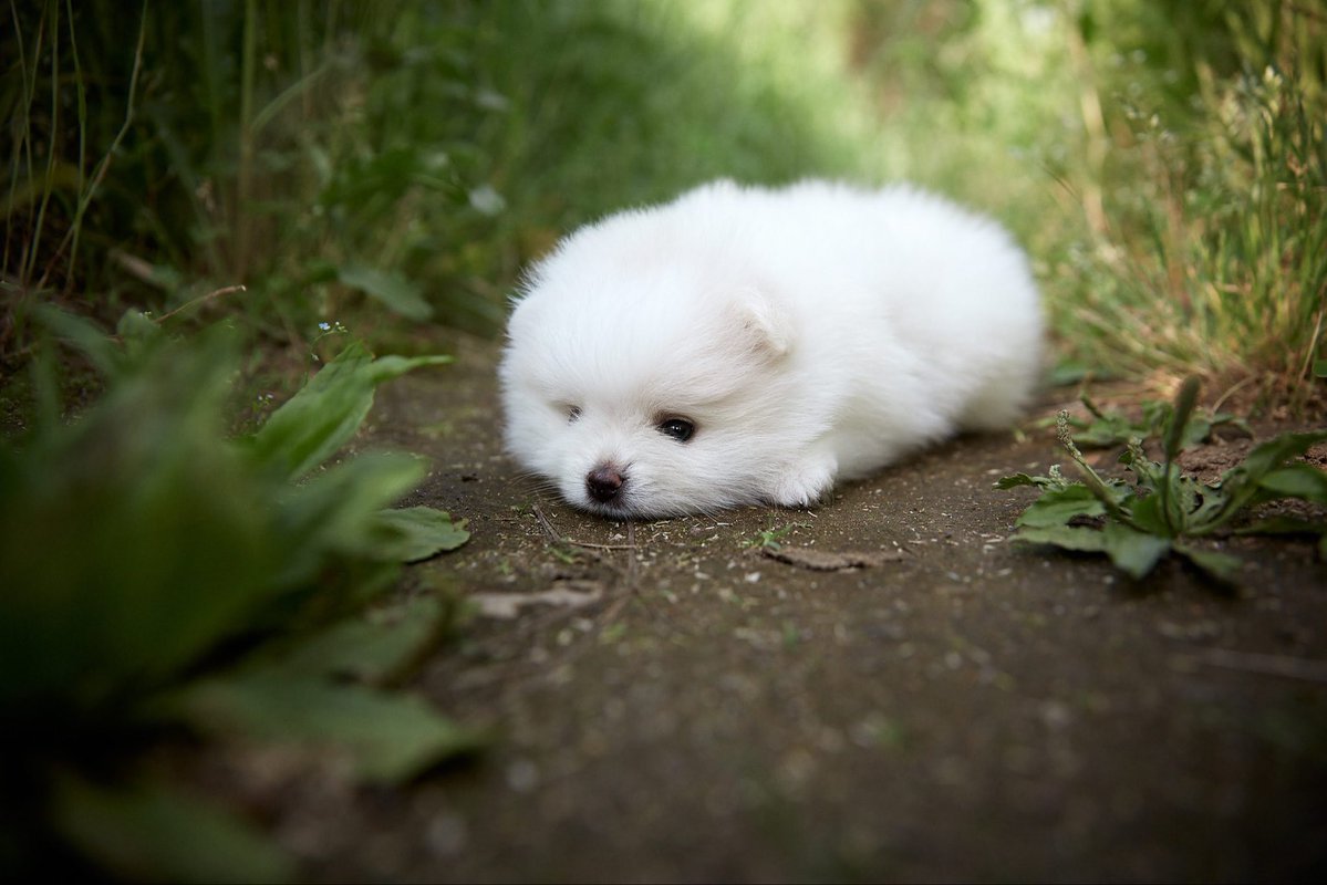 cabechee's tweet image. #子犬 #ポメラニアン #puppy #dog #pomeranian #bert