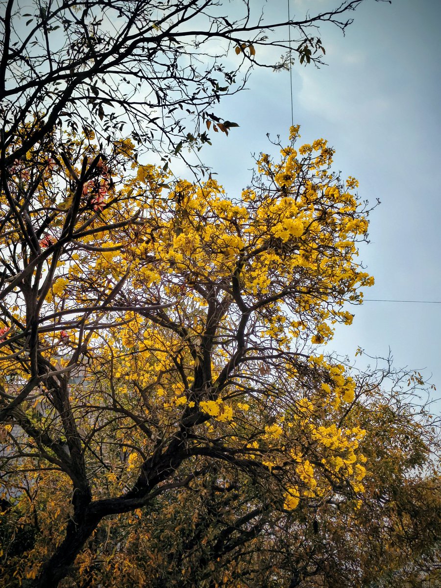 _Javedali_'s tweet photo. Bengaluru is blooming everywhere 🌼 https://t.co/7gVysaOlTr