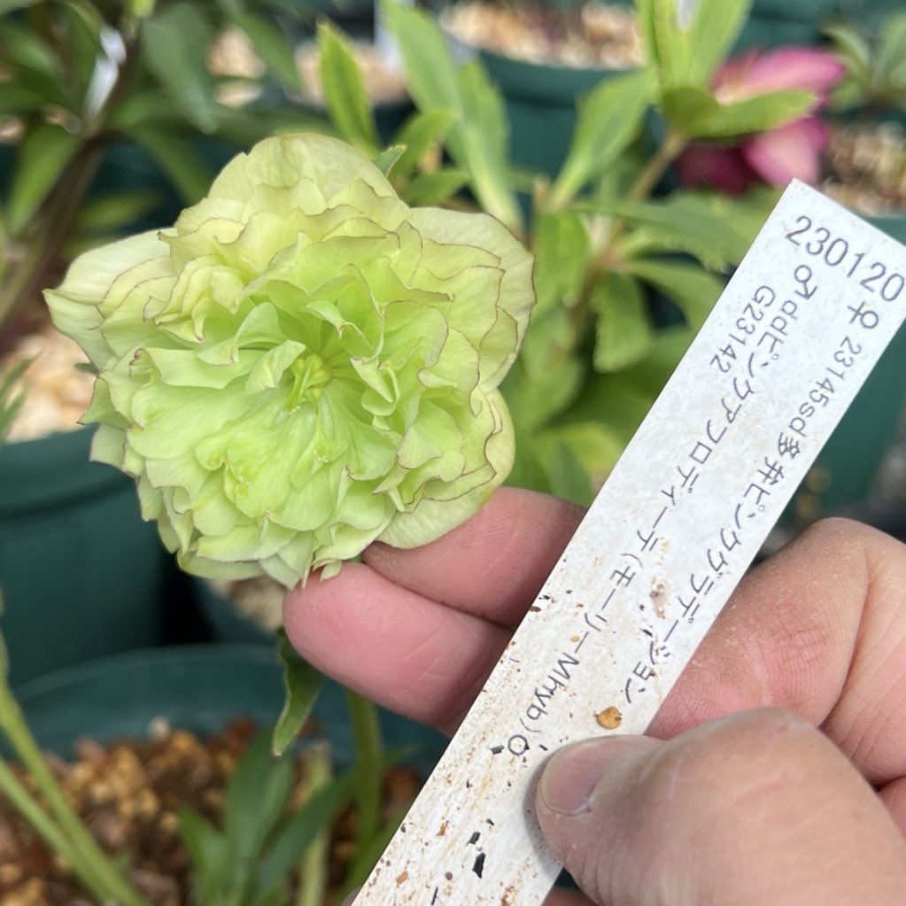 Takanashi (@Rubus_collector) / Posts / X