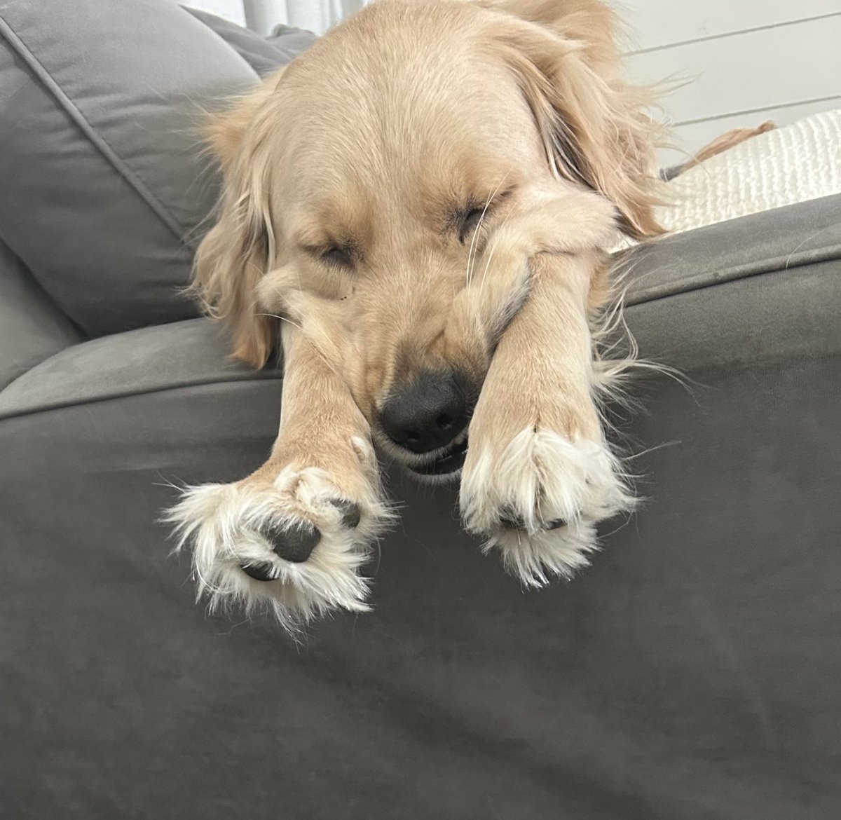 Ian Pace tweet media