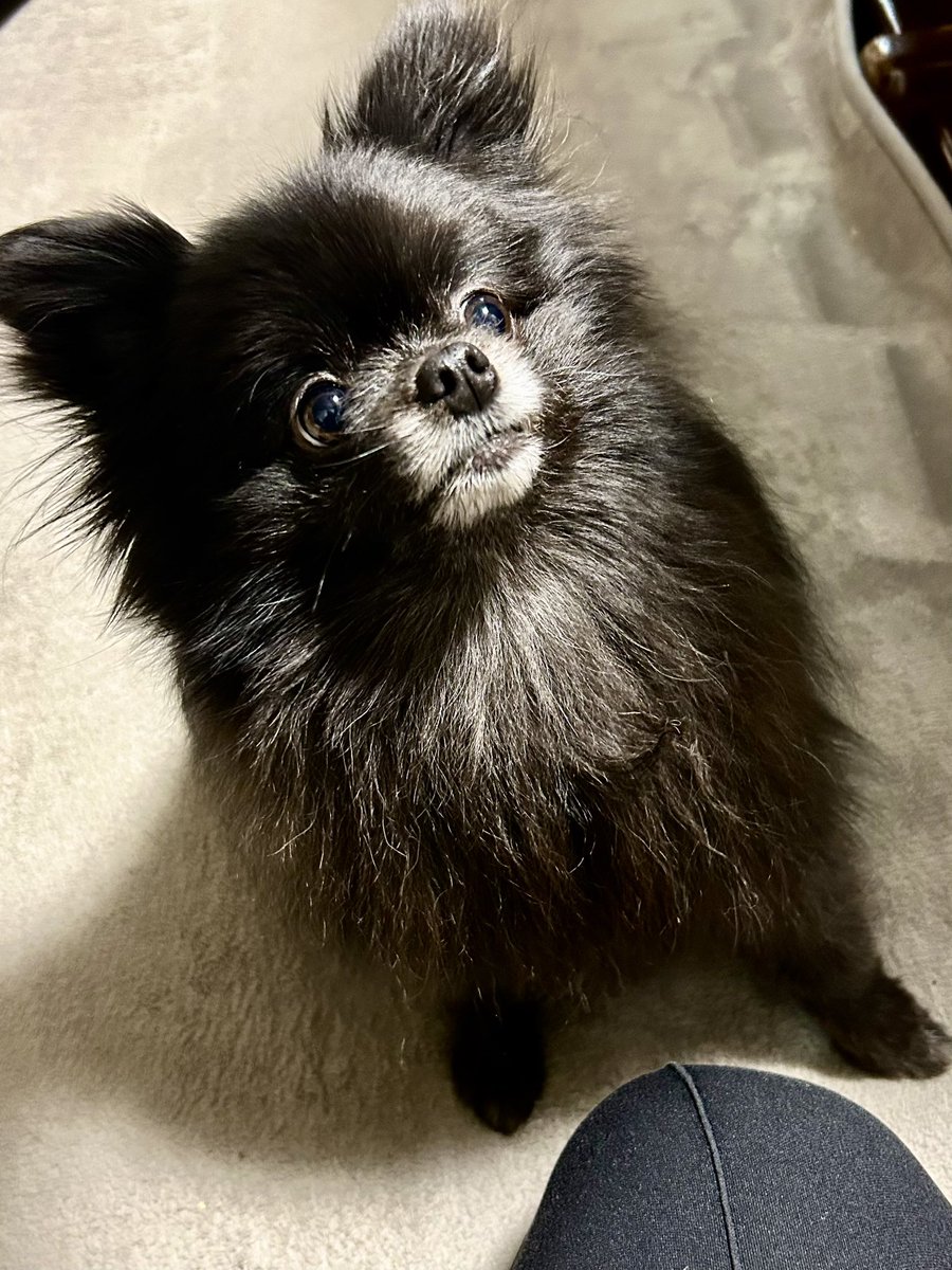 今夜のラム🐶（黒ポメ♀3歳） 早くちょーだいって訴えかけるラム