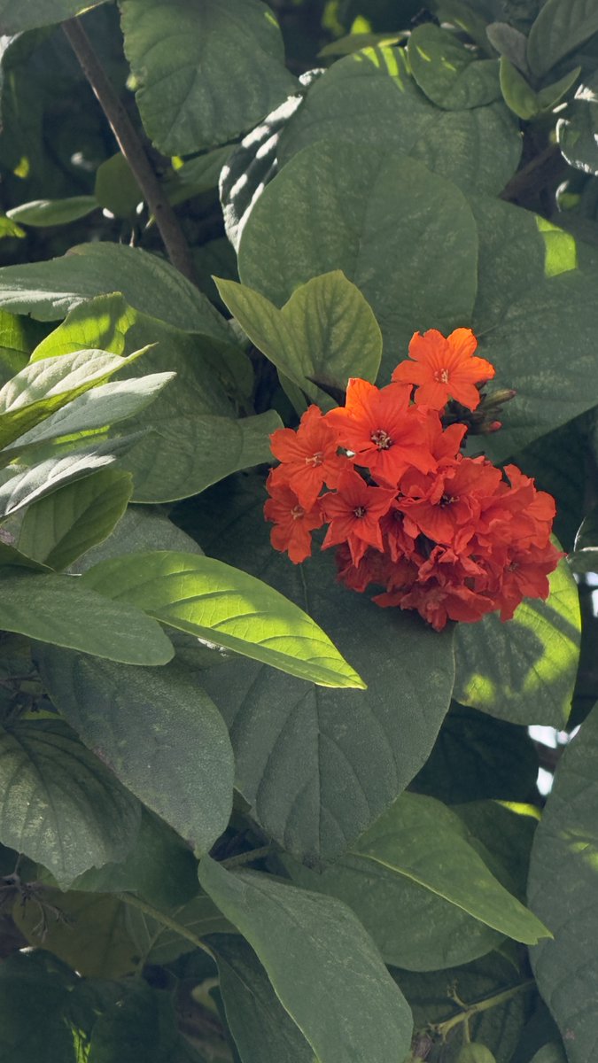 epintadorm's tweet photo. Cute Geiger Tree (red flowers) today. #mymorning #goodday #smileandshine #nature trees #flowers #geigertree #mypics https://t.co/l0cMqTYH76
