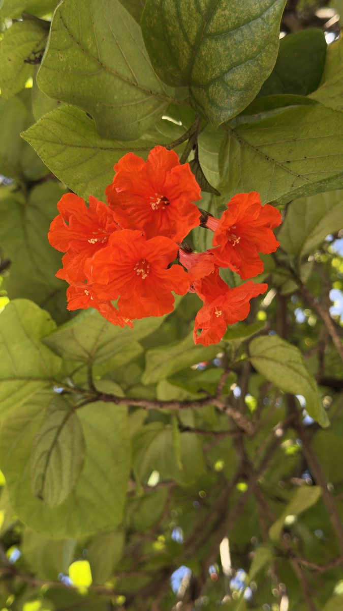 epintadorm's tweet photo. Cute Geiger Tree (red flowers) today. #mymorning #goodday #smileandshine #nature trees #flowers #geigertree #mypics https://t.co/l0cMqTYH76