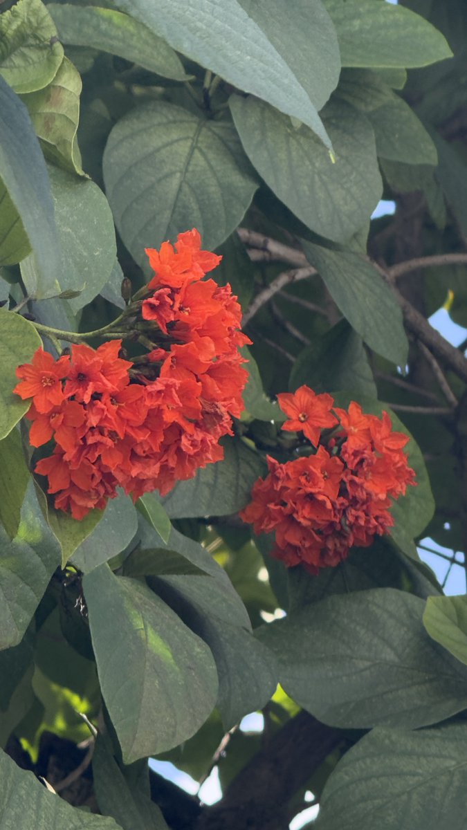 epintadorm's tweet photo. Cute Geiger Tree (red flowers) today. #mymorning #goodday #smileandshine #nature trees #flowers #geigertree #mypics https://t.co/l0cMqTYH76