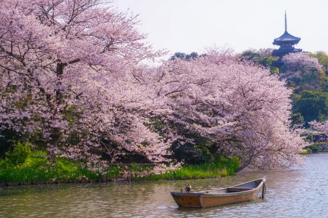cocorume_event's tweet photo. 【神奈川県内人気の桜(お花見)スポット】

三溪園（横浜市中区）：別途入園料
小田原城址公園（小田原市）：天守閣などは別途料金
よこはま動物園ズーラシア（横浜市旭区）：別途入園料
金沢動物園（横浜市金沢区）：別途入園料
こどもの国（横浜市青葉区）：別途入園料
西平畑公園（松田町）：別途入園料（河津桜の名所）
長谷寺（鎌倉市）：別途拝観料
建長寺（鎌倉市）：別途拝観料
高徳院（鎌倉市）：別途拝観料
光明寺（鎌倉市）：観桜会の抹茶席などは事前予約制・別途料金あり
大岡川 桜クルーズ（横浜市中区・南区）：事前予約制、別途料金
箱根 彫刻の森美術館（箱根町）：別途入館料
県立三ツ池公園（横浜市鶴見区）：駐車場は有料
根岸森林公園（横浜市中区）
みなとみらい さくら通り（横浜市西区）
山下公園（横浜市中区）
掃部山公園（横浜市西区）
三ツ沢公園（横浜市神奈川区）
岸根公園（横浜市港北区）
源氏山公園（鎌倉市）