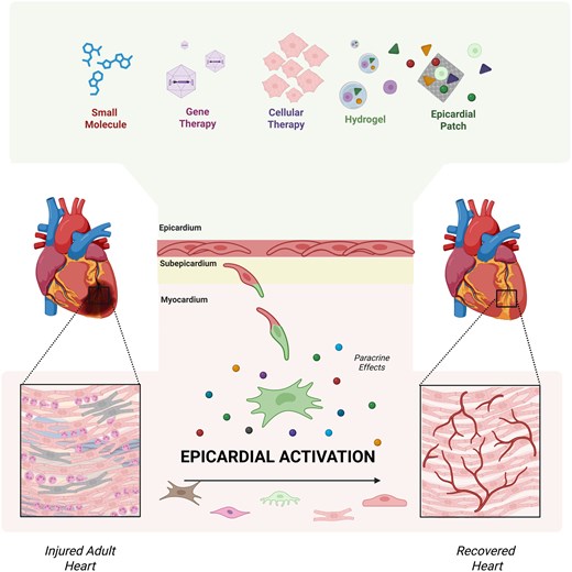 STEM CELLS Translational Medicine tweet media