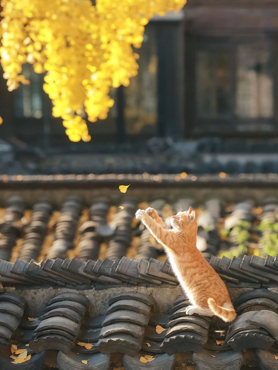 smol silly cat tweet media