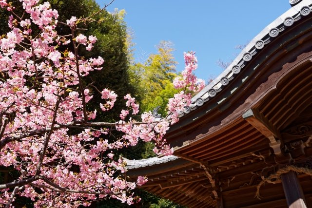 cocorume_event's tweet photo. 【神奈川県内人気の桜(お花見)スポット】

三溪園（横浜市中区）：別途入園料
小田原城址公園（小田原市）：天守閣などは別途料金
よこはま動物園ズーラシア（横浜市旭区）：別途入園料
金沢動物園（横浜市金沢区）：別途入園料
こどもの国（横浜市青葉区）：別途入園料
西平畑公園（松田町）：別途入園料（河津桜の名所）
長谷寺（鎌倉市）：別途拝観料
建長寺（鎌倉市）：別途拝観料
高徳院（鎌倉市）：別途拝観料
光明寺（鎌倉市）：観桜会の抹茶席などは事前予約制・別途料金あり
大岡川 桜クルーズ（横浜市中区・南区）：事前予約制、別途料金
箱根 彫刻の森美術館（箱根町）：別途入館料
県立三ツ池公園（横浜市鶴見区）：駐車場は有料
根岸森林公園（横浜市中区）
みなとみらい さくら通り（横浜市西区）
山下公園（横浜市中区）
掃部山公園（横浜市西区）
三ツ沢公園（横浜市神奈川区）
岸根公園（横浜市港北区）
源氏山公園（鎌倉市）