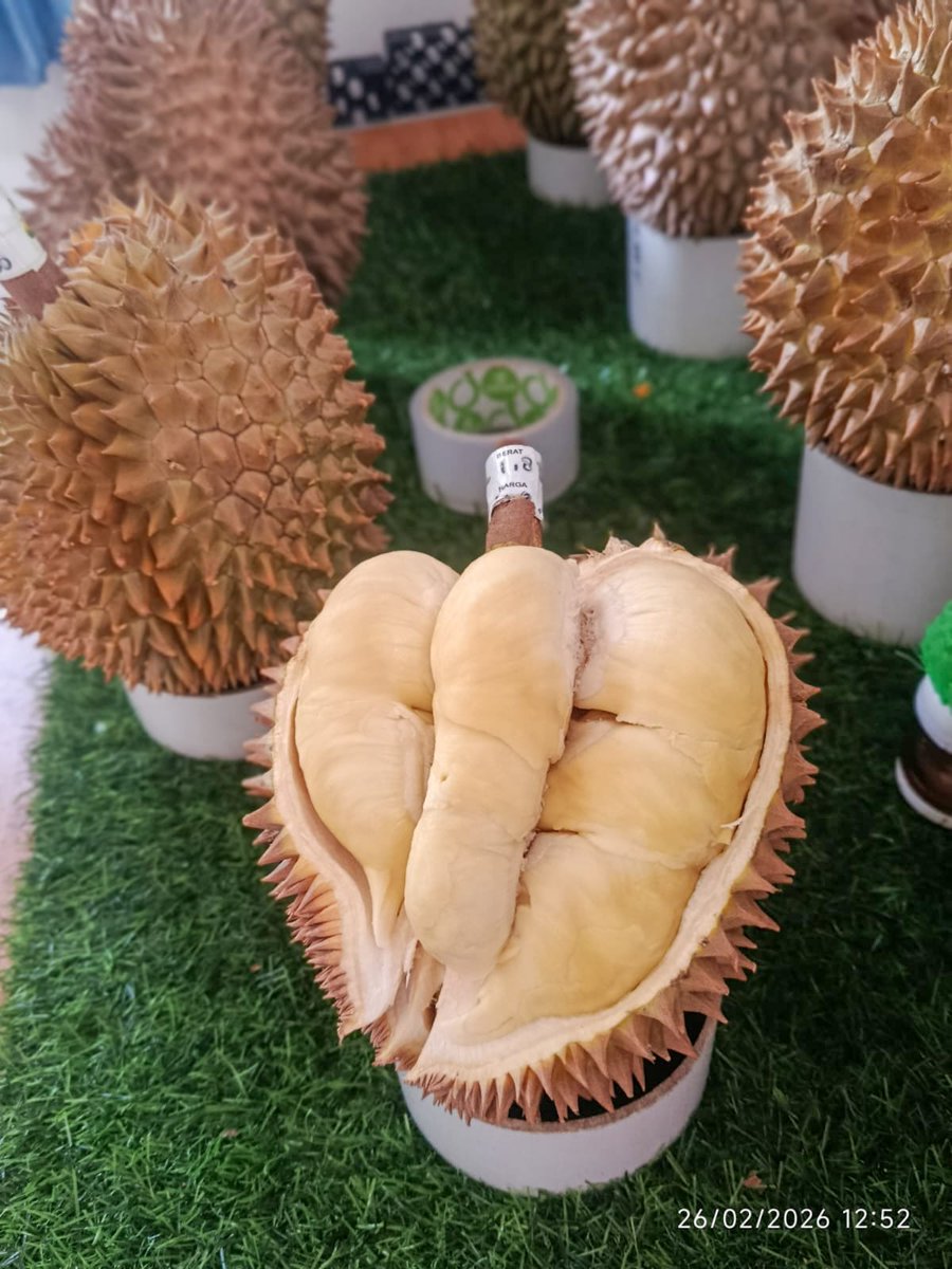 rian1009's tweet photo. Kecil sih ukurannya, 1,8 kg dan harga cuma 59.950/kg.
Dengan penghuni 5 kamar yg padat merayap, pas buat dimakan 1-2 orang.
Manis legit lumer pahit tipis..
Masa kamu gak kepengen..??
Berbukalah dengan yg manis..😋😋

#durianmonthongbali https://t.co/r26vkB1Loy