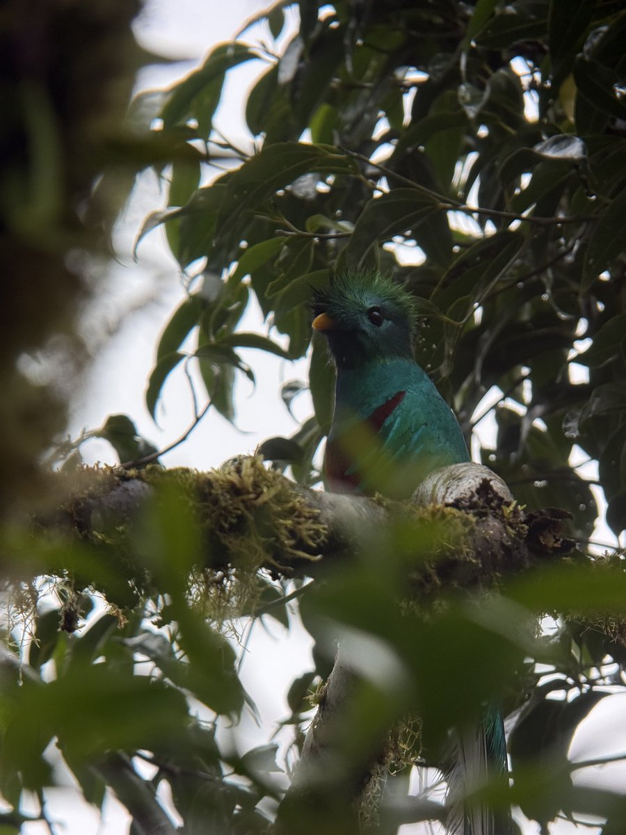GuruBirder's tweet photo. Resplendent Quetzal in the garden! https://t.co/0kARysoJXX