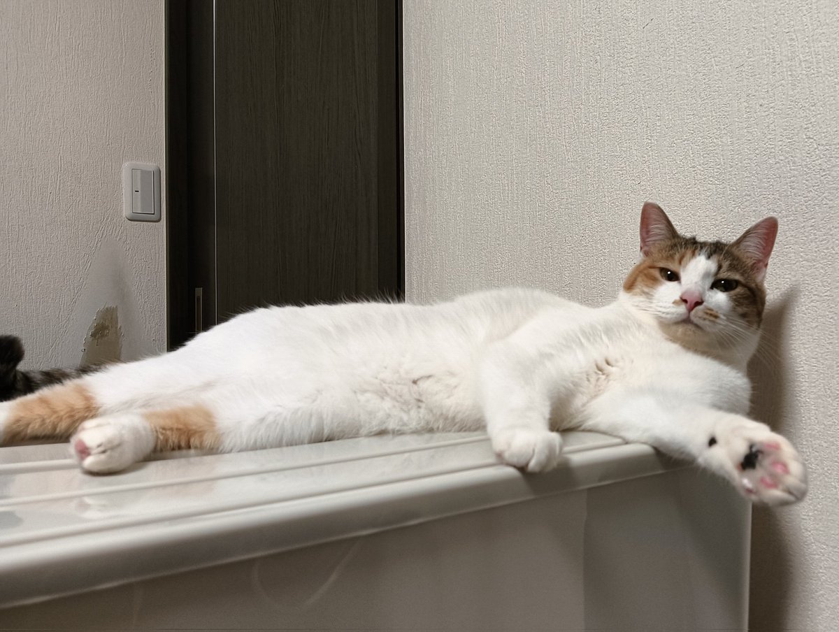 セルゥゥゥゥァァァァァ (@cellbururu) / Posts / X