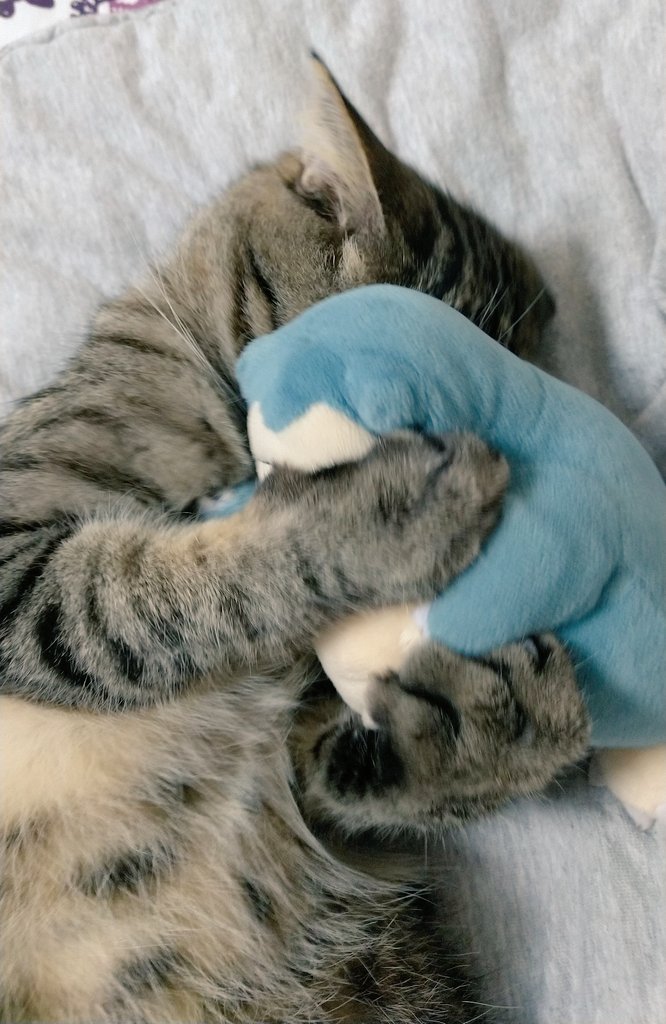 cat_56chan's tweet photo. #ぬい活猫部
ぬい活に勤しむ猫達の入部待ってるぜ https://t.co/60ImErDVYu
