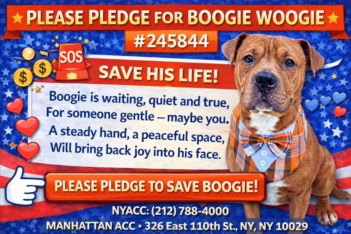 MSC1111's tweet photo. @MorgFairsdogs Boogie Woohie is waiting, quiet and true…
He’s waiting quietly for someone kind.
Maybe that gentle someone is you. 💛
Please help.Boogie Woogie #245844
3yo. 59 lbs. MANHATTAN ACC.
He needs pledges NOW to make it out alive.
#NewHopePartners #PledgetoSave https://t.co/ktrUm58aOc