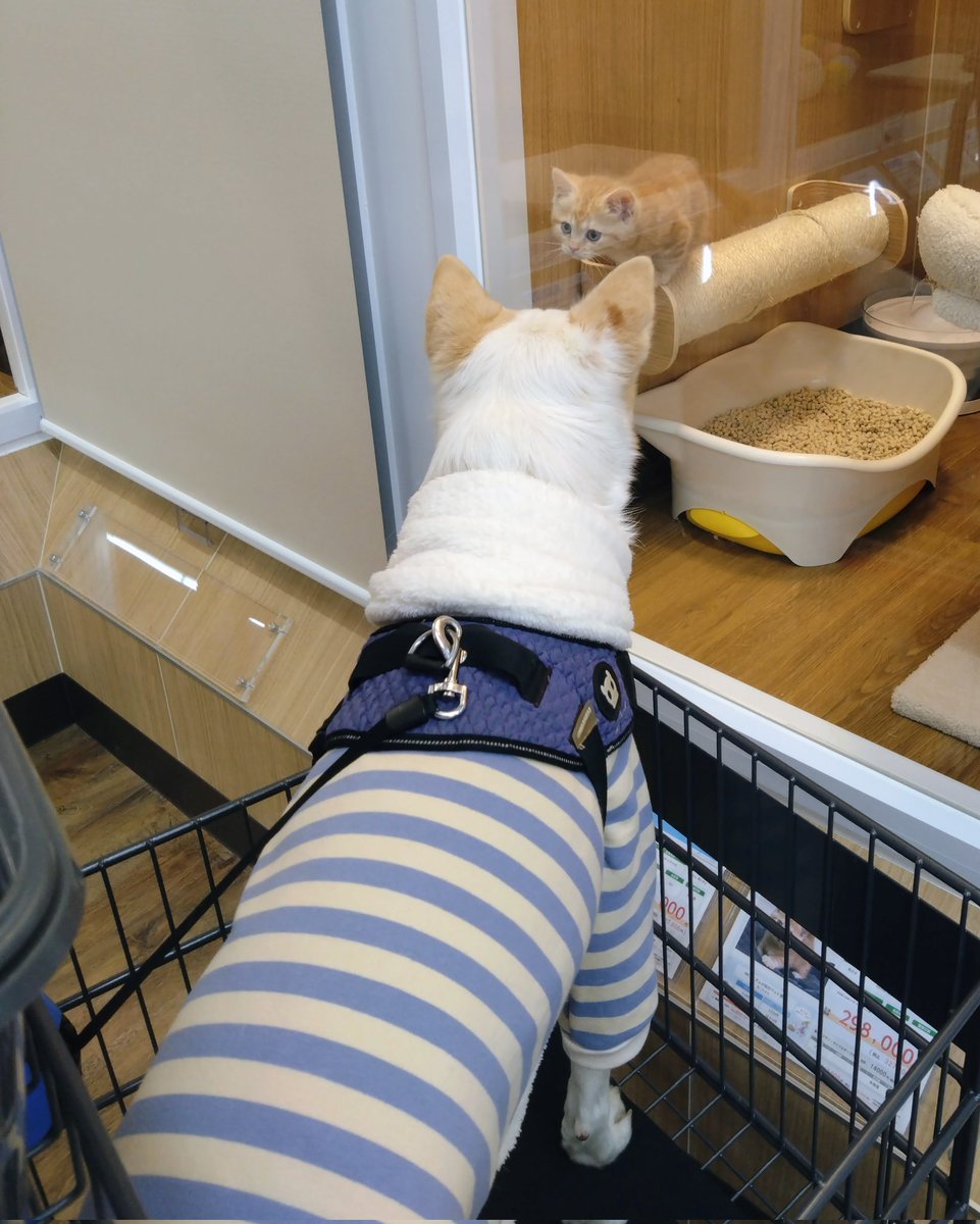 物怖じしないにゃんこvsひたすら熱い視線を送るトロワ