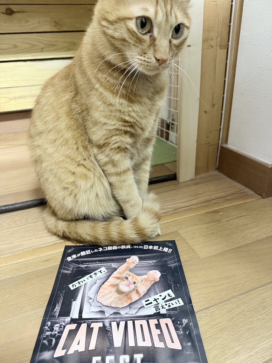 waranekodo's tweet photo. ギリギリ間に合った〜🐈✨
『CatVideoFest』
本当は猫の日に行く予定だったけど
別の猫イベントに行って満足して油断してたら…今日で最終日!
今週は機械トラブルや新しいこと続きでちょっとお疲れ気味だったので、最高の癒しでした。
#CatVideoFest https://t.co/XuR55kjOt5
