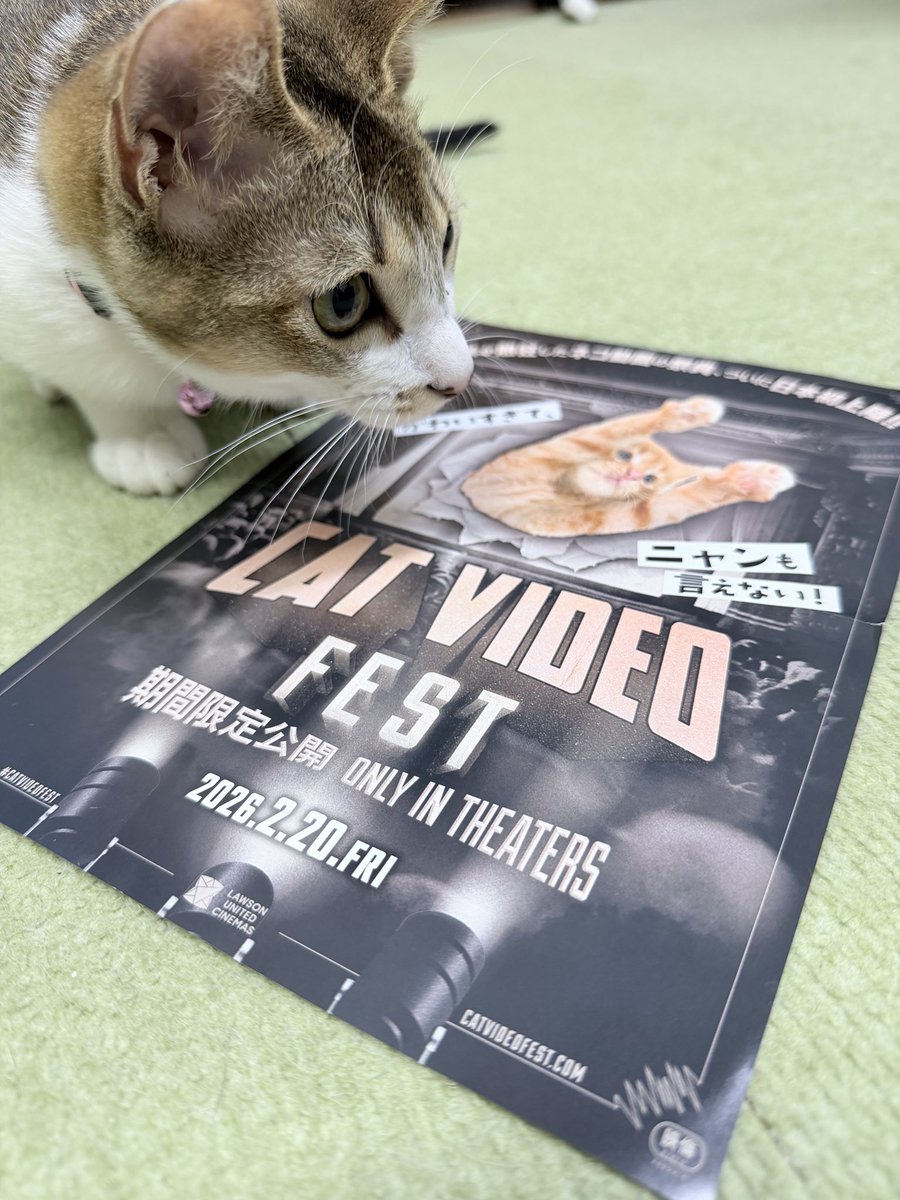 waranekodo's tweet photo. ギリギリ間に合った〜🐈✨
『CatVideoFest』
本当は猫の日に行く予定だったけど
別の猫イベントに行って満足して油断してたら…今日で最終日!
今週は機械トラブルや新しいこと続きでちょっとお疲れ気味だったので、最高の癒しでした。
#CatVideoFest https://t.co/XuR55kjOt5