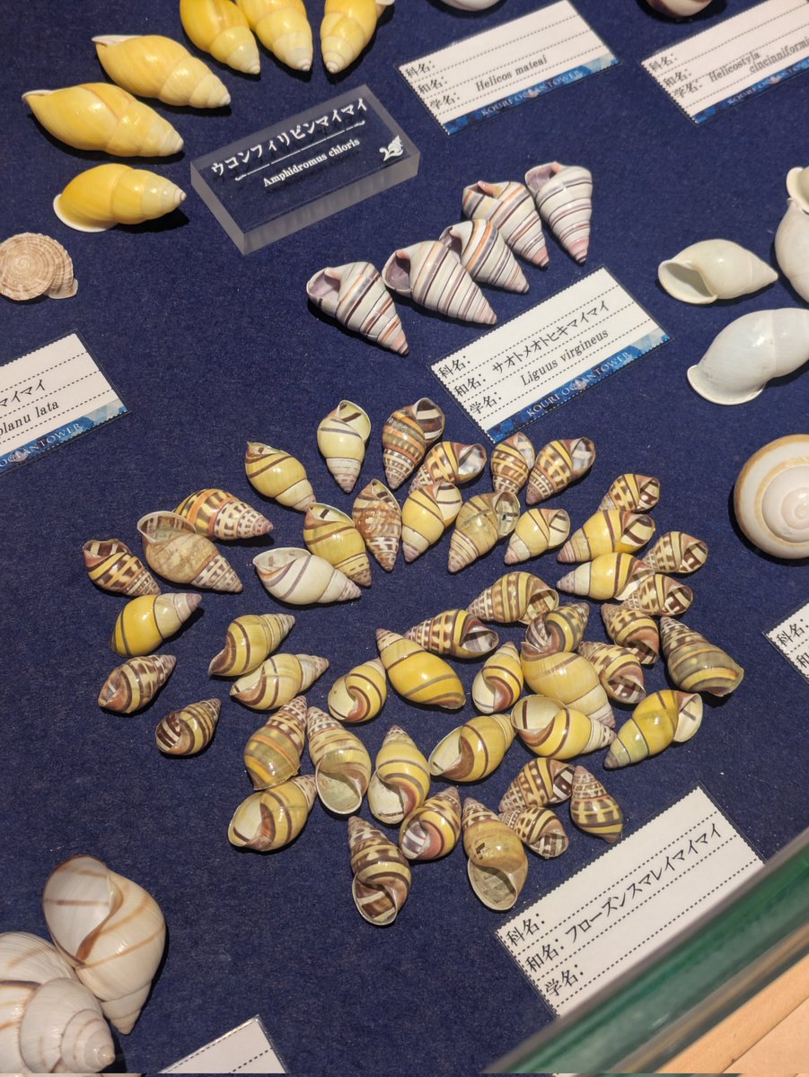 かわいい貝ちゃん🐚