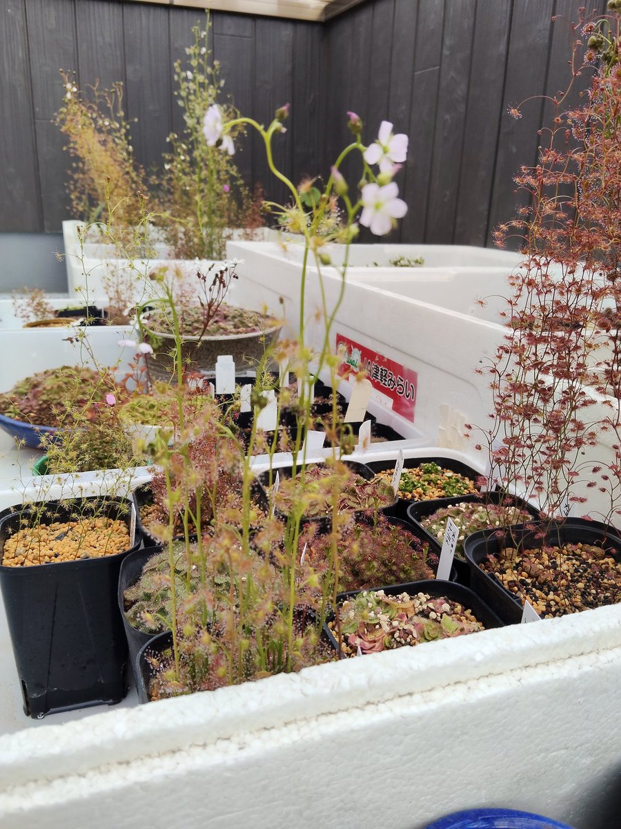 鍵の君 (@kaginokimi0077) / Posts / X