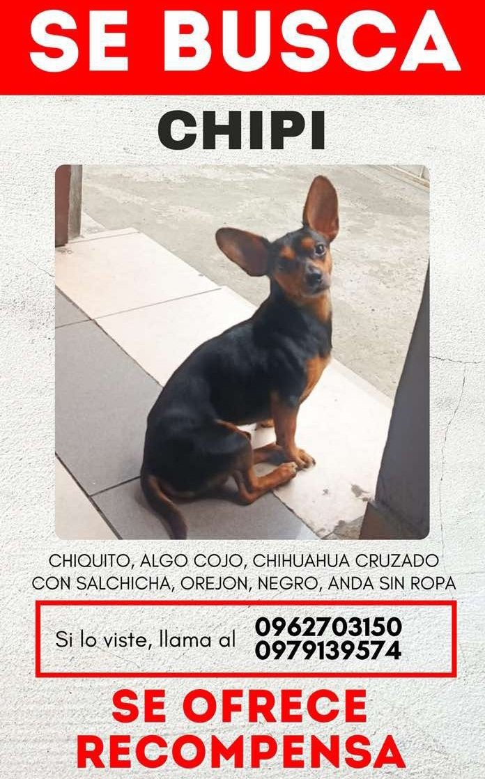 AlertaMePerdi's tweet photo. #PERDIDO #GUAYAQUIL
Nombre: #Chipi
Fecha: 23/02/26
Sector: Norte, Cerro de Mapasingue por la estación de 108
Sexo: Macho
Raza: Cruza hihuahua/Salchicha
Obsv.: Color negro y café, collar sin placa
Contacto: 0962703150
SE OFRECE RECOMPENSA
¡Ayúdalo a volver!
#AlertaMePerdí https://t.co/uEfpaZYTos