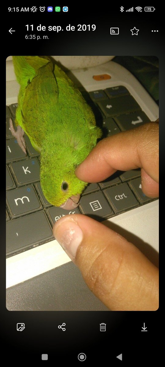 🌷La pequeña Lulú mlc🌷 tweet media