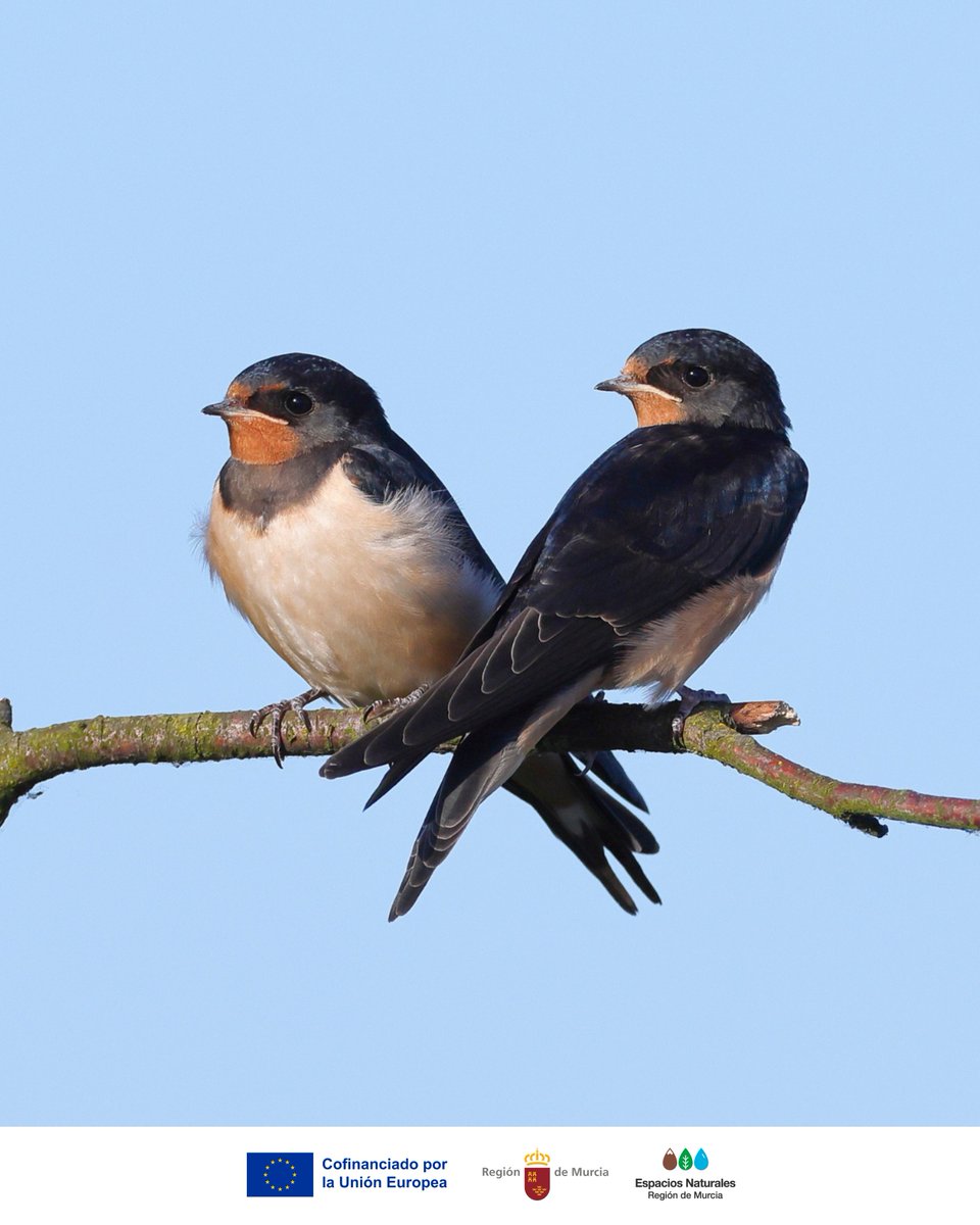 SalinasSPedroPR's tweet image. ¡Ya están aquí!

Tras miles de kilómetros, #Aviones, #Vencejos y #Golondrinas regresan para alimentarse y reproducirse 🌍

Sus #Nidos están protegidos por la ley. Respetarlos es cuidar la #Biodiversidad y un entorno más saludable 🌿

#SOSNidos #NoDestruyasSuHogar #SalinasSPedroPR