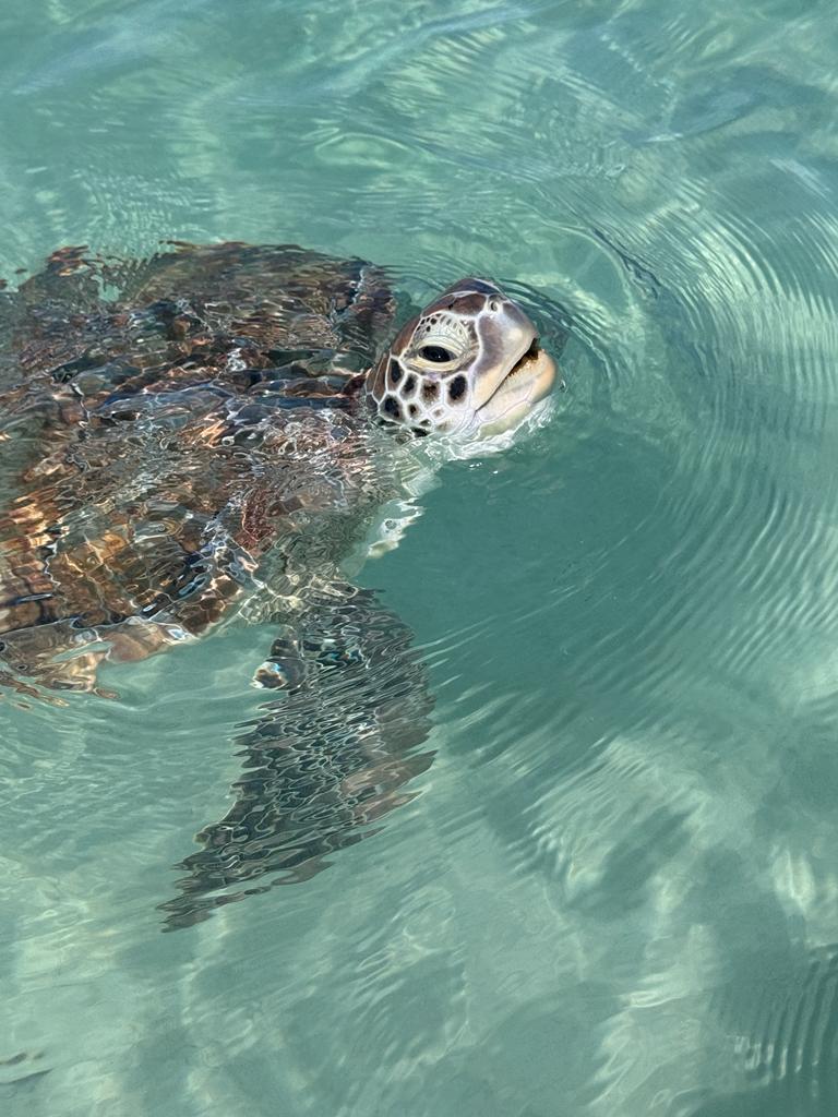 TSailingAcademy's tweet image. Feeding some friendly sea turtles. This guy followed us around for a while. #sailing #ocean #sealife #saltlife