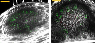 Sainsbury Laboratory Cambridge University (SLCU) tweet media
