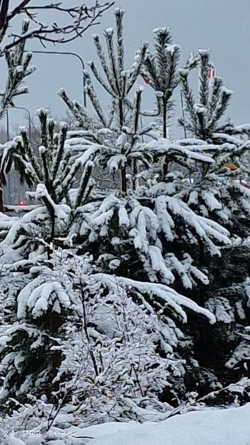 IDadzkov's tweet photo. Pine trees. Сосенки.
#nature #winter #February #pines #trees #snow #SnowPhoto https://t.co/HFy7ZmjmbS