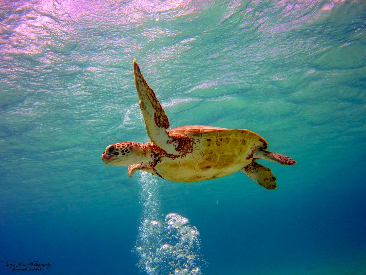 InfoBonaire tweet media