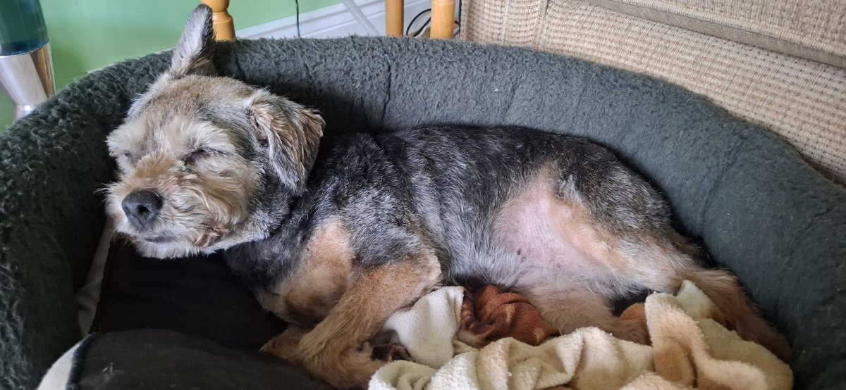 mulberrybt's tweet photo. A before and after the Furdo and spa treatments. I need a snooze before lunch. #btposse #workingfur https://t.co/AgqyfpeSGQ