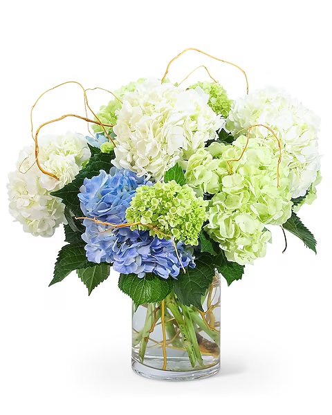 Busseys's tweet photo. 🤍🌿Our Hello, Hydrangea! arrangement brings warmth to any home or office. With blue and white blooms and artful curly willow in a clear vase, it’s the perfect accent for any space.💙
✨https://t.co/ZhZRR1RvMb
#HelloHydrangea #Flowers #Hydrangeas #FreshFlowers #BusseysFlorist https://t.co/L2Mf7JfYn8
