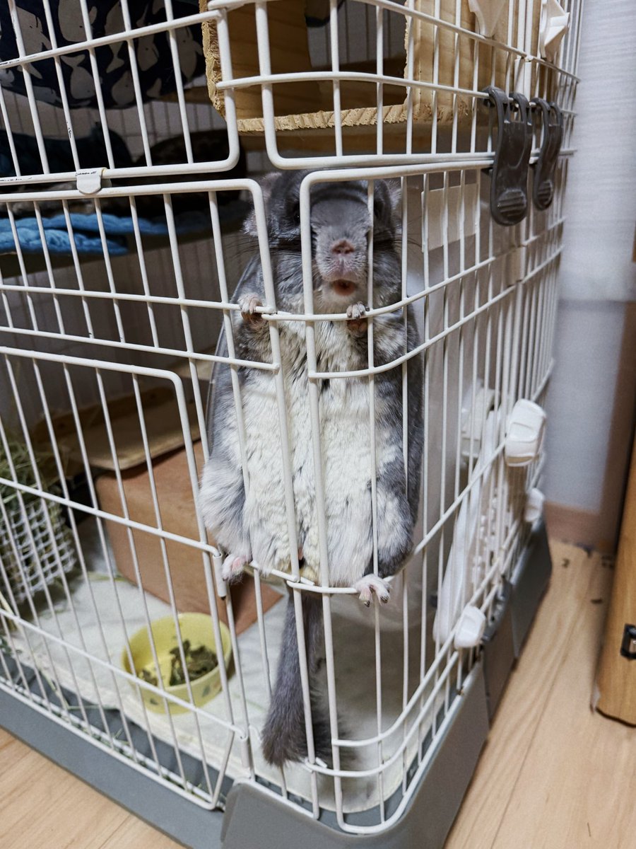 hey!飼い主！ #チンチラ