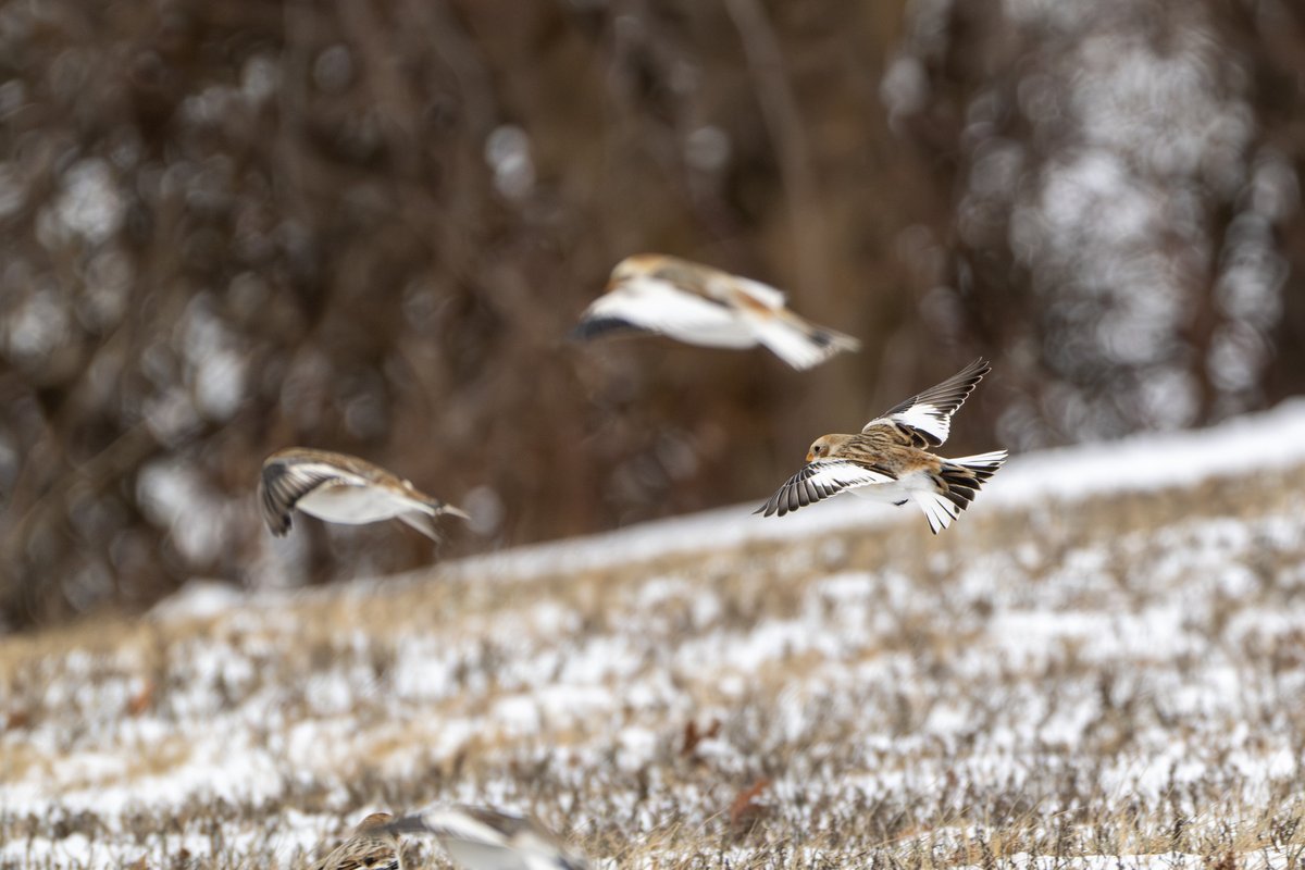 NY State Parks tweet media