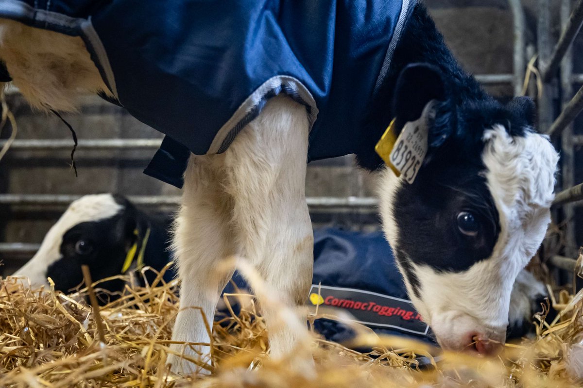 Cormac Tagging 🐄🐏 🏷 tweet media