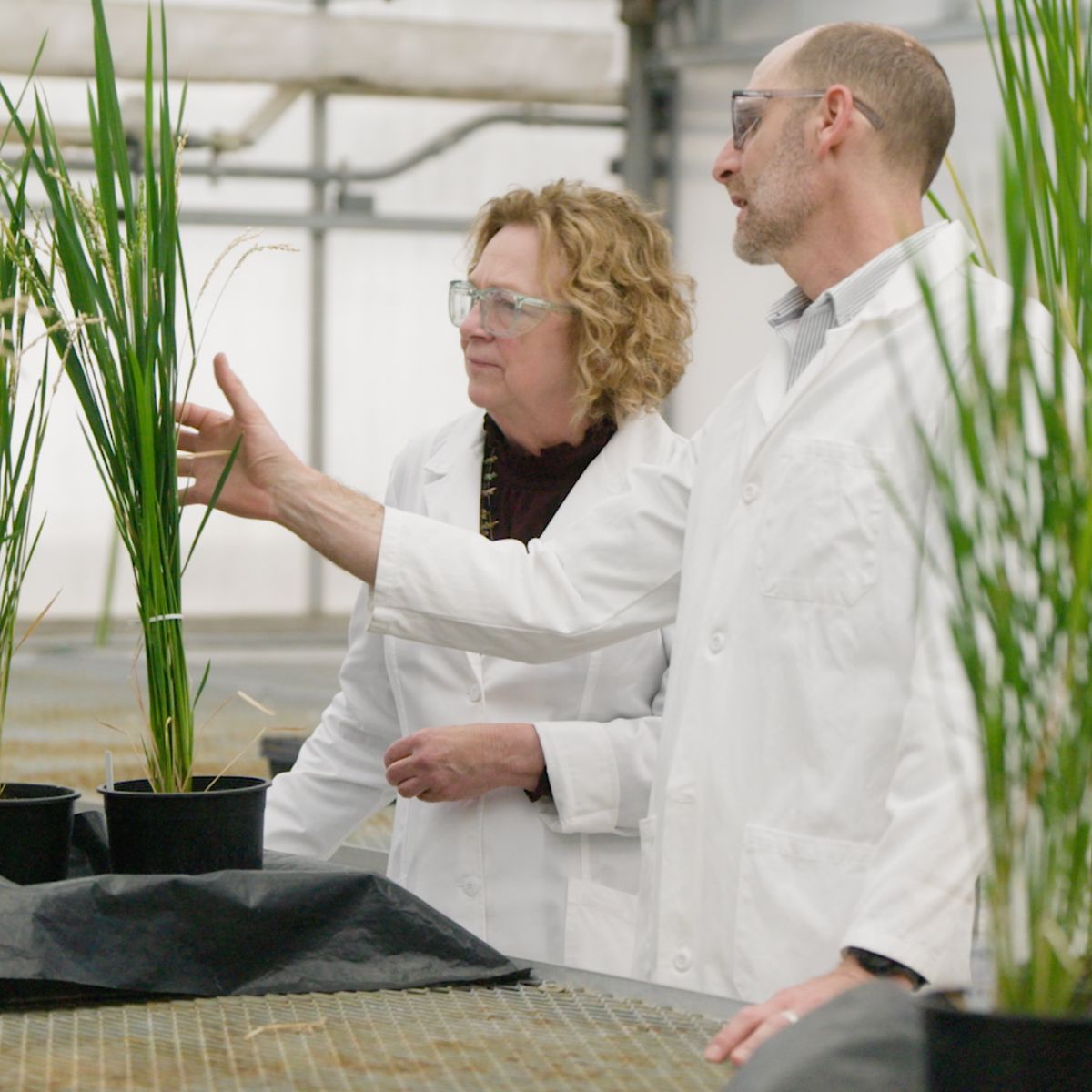 Foundation for Food & Agriculture Research (FFAR) tweet media