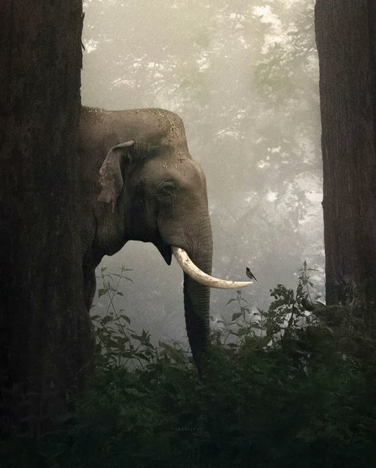 Photographer Shaaz Jung captured a rare and enchanting moment: An elephant, deep within the mist-shrouded forest, stood in quiet communion with a tiny bird perched on his tusk.