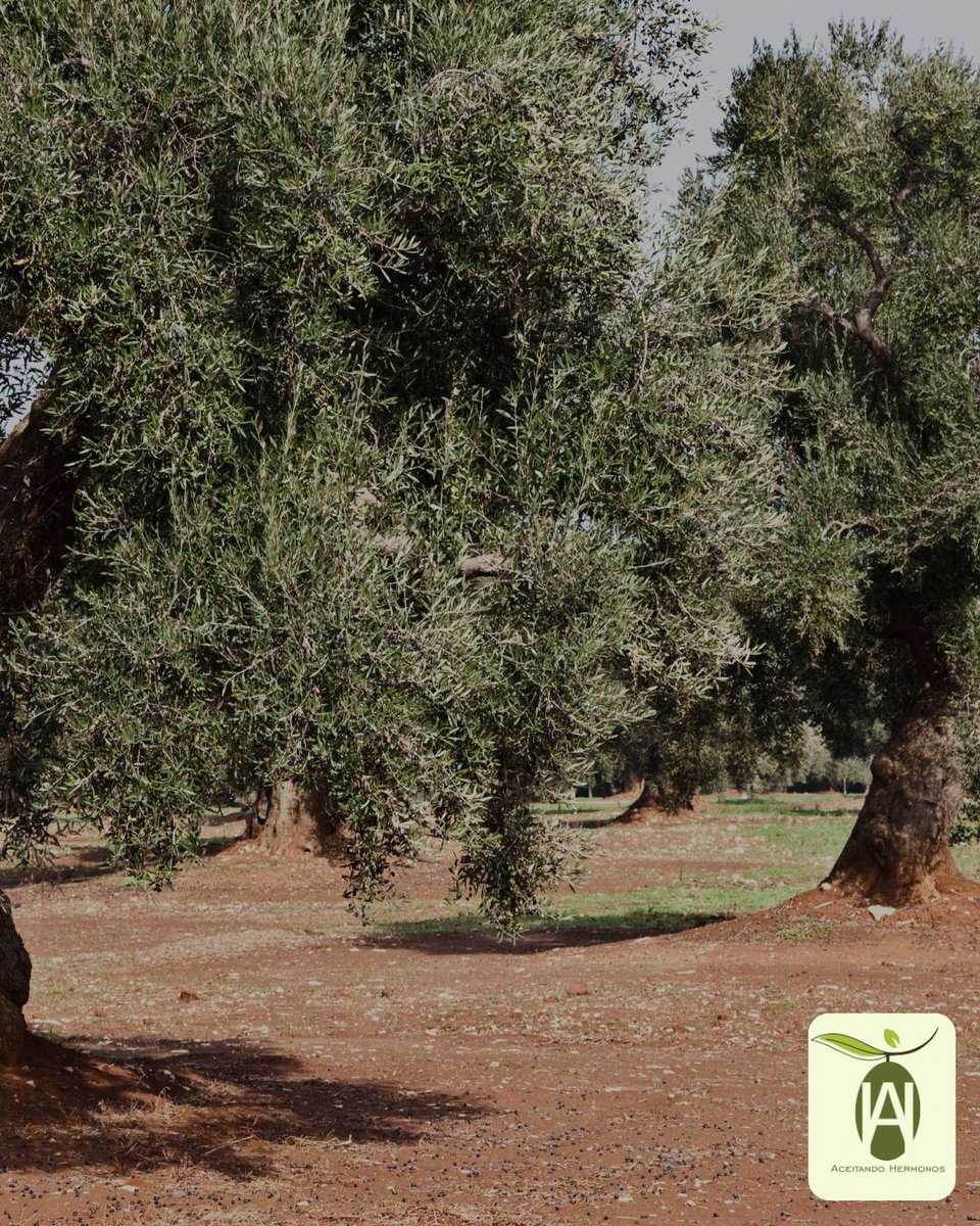 aceitando_'s tweet photo. 🫒🌍 El sabor del AOVE nace en la tierra.
Clima, suelo y entorno influyen en su aroma e intensidad.

Eso es el terroir: lo que hace que cada aceite sea único e irrepetible. 🌿✨

#AOVE #Terroir #AceitandoHermonos https://t.co/kbhPRzDlu9
