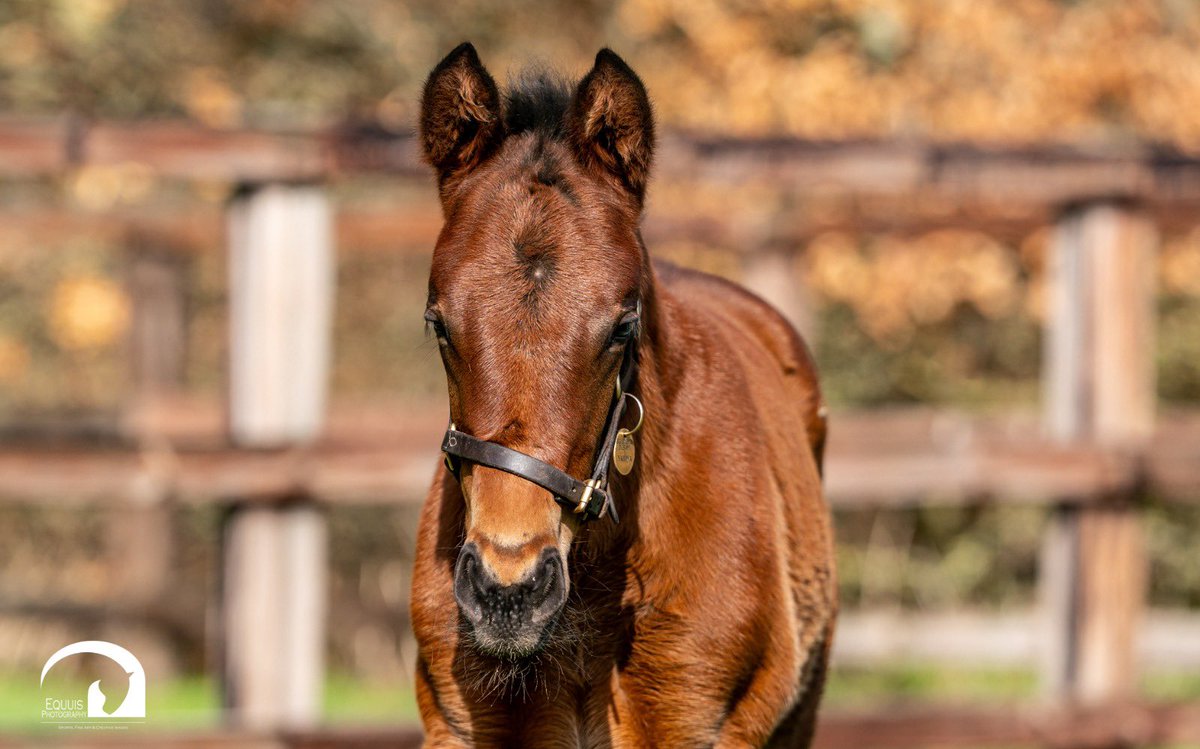 Blue Diamond Stud tweet media