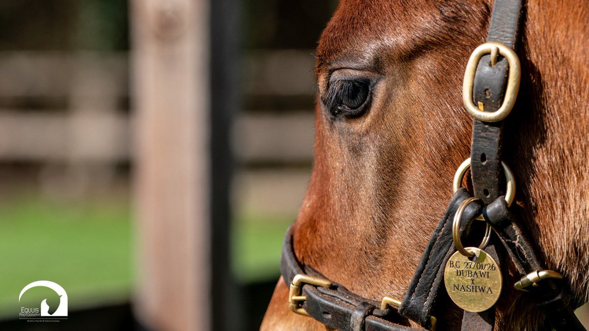 Blue Diamond Stud tweet media