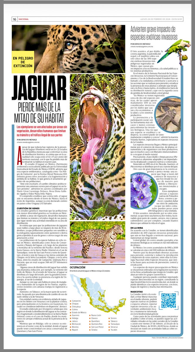 Jaguar, pierde más de la mitad de su hábitat en México 🐆 
Vía <a href="/Excelsior/">Excélsior</a> 
<a href="/UIEMOficial/">Universidad Intercultural del Estado de México</a> 
Leer: excelsior.com.mx/nacional/jagua…